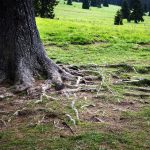 Tree with visible roots