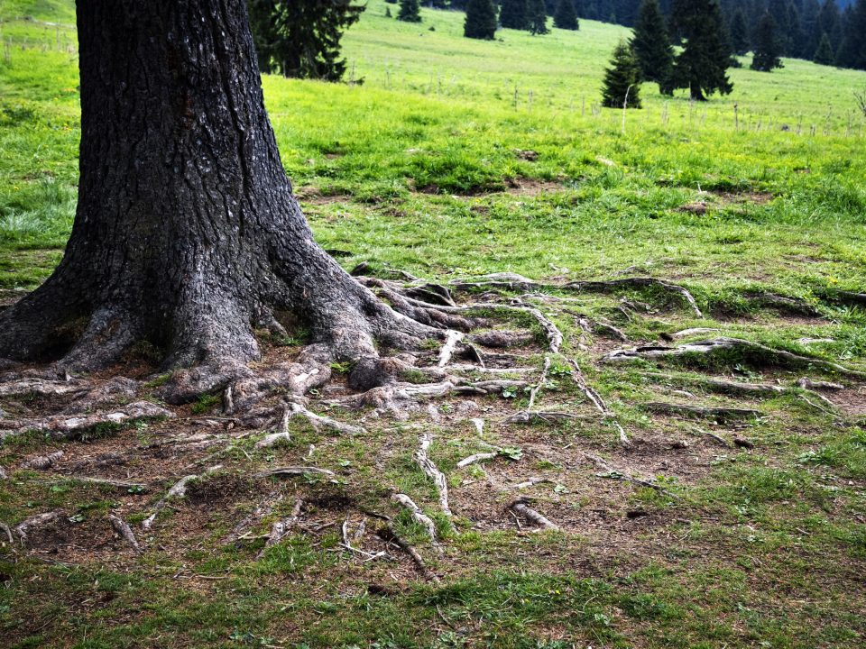 Tree with visible roots